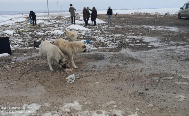 Karaman’da sokak hayvanlarına yem bırakıldı