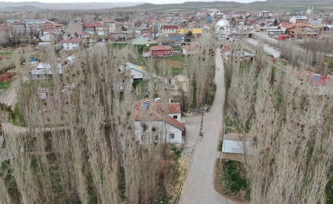 Kargalar mahallenin kabusu oldu