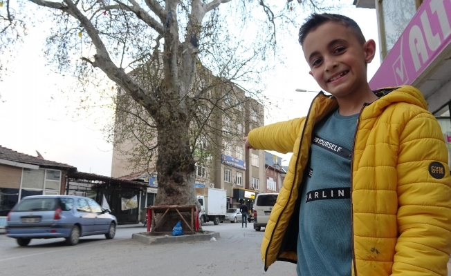 Kesmeye kıyamadılar, yol ortasında kaldı