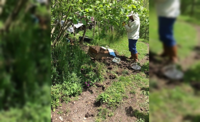 Kış uykusundan uyanan aç ayıların Doğu Karadeniz’deki saldırıları arttı