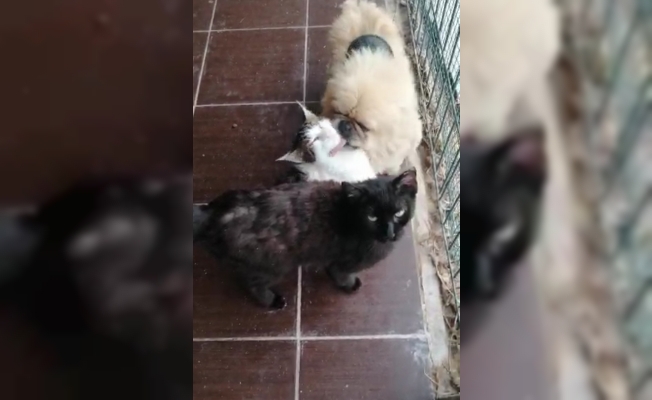 Köpek, kedileri yalamaya doyamadı