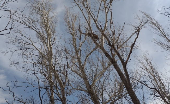 Köpeklerde korkan vaşak ağaca tırmandı