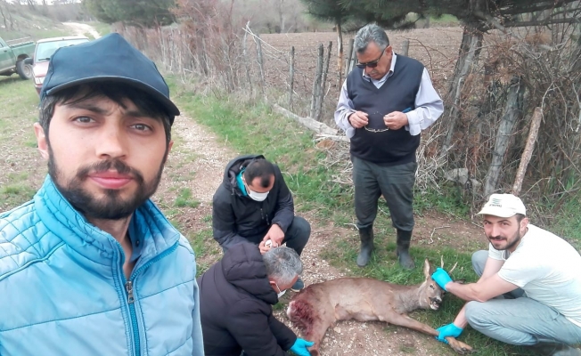 Köpeklerin saldırdığı karacayı mahalle sakinleri kurtardı