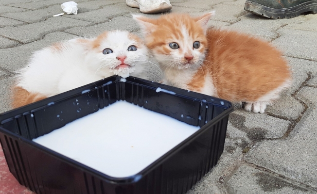 Küçük İsmet kedi yavrularını annelerine kavuşturdu