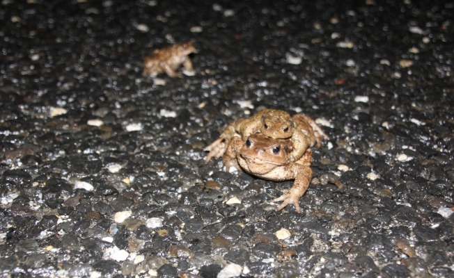 Kurbağaların ormandan gölete 5 bin yıllık üreme göçü başladı