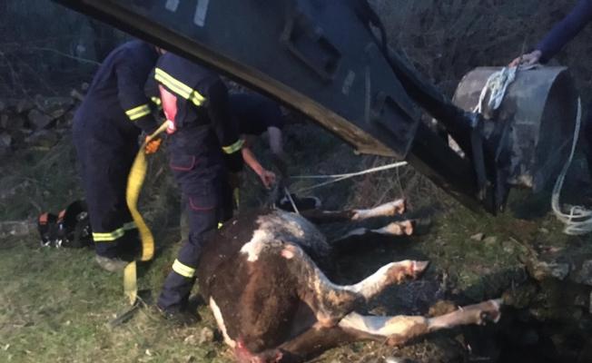 Kuyuya düşen ineği itfaiye ekipleri kurtarıldı