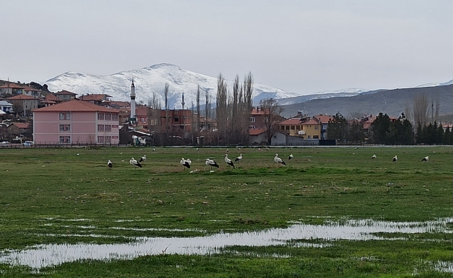 Leylekler göç yolunda Mahmut köyünde konakladı