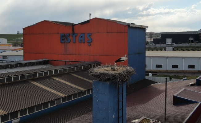 Leylekler için bir ünitede faaliyete ara verdiler