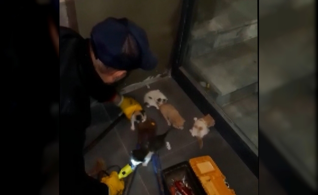 Mahsur kalan 5 yavru kedi kurtarıldı