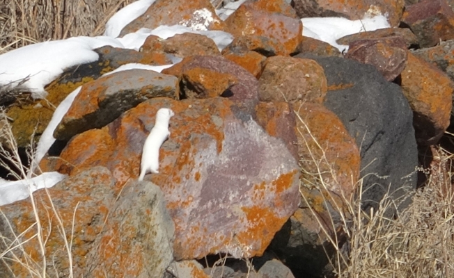 Nadir görünen beyaz gelincik Ardahan’da görüntülendi