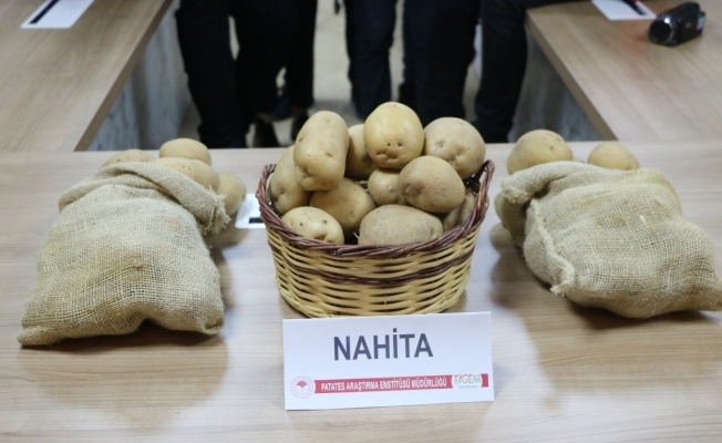 Niğde’de geliştirilen yerli patates tohumu Avrupa yolunda
