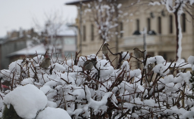Nisan karı Sivas’ta güzel görüntüler oluşturdu