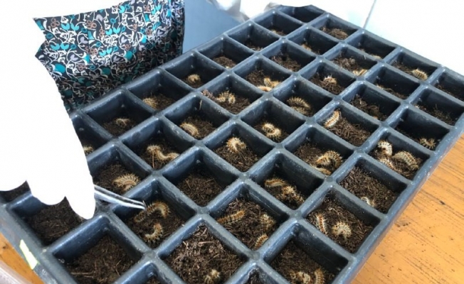 Orman zararlılarıyla biyolojik mücadelede terminatör böcekler kullanılıyor