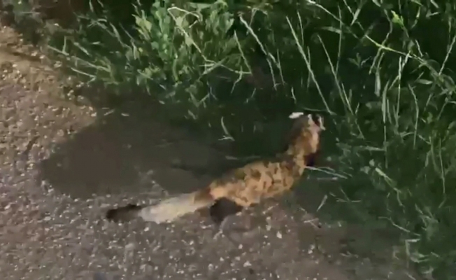 Otomobilden nesli tükenme tehlikesi altındaki alacasansar çıktı