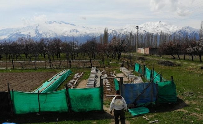 Erzincan’da kıştan çıkan bal arıları açan çiçeklerle buluştu