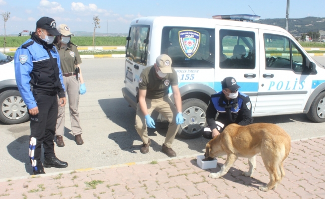 Polis ekipleri sokak hayvanlarının karnını doyurdu