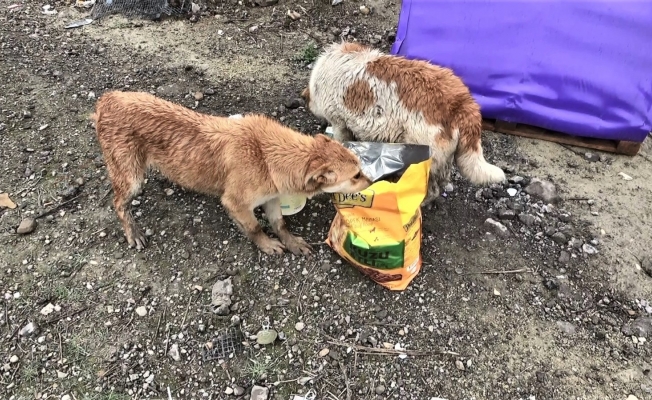 Sahipsiz sokak hayvanlarına mama yetiştirmekte zorlanıyorlar