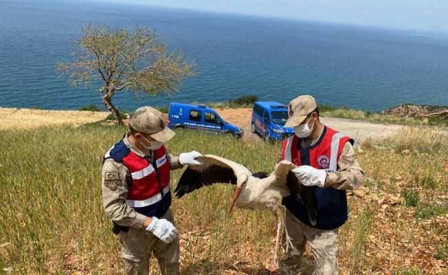 Samandağ’da yaralı leylek bulundu