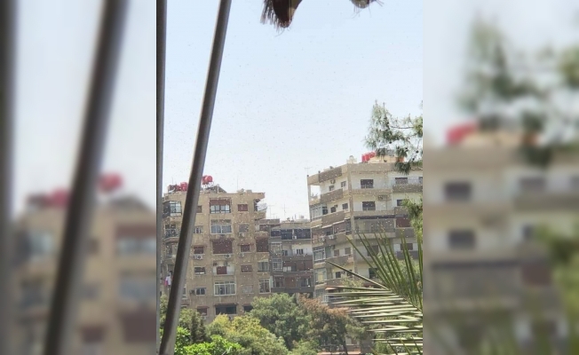 Şam’da çekirge istilası