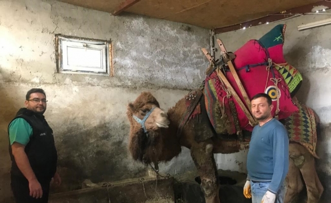 Şampiyon deve ’Çılgın Cambaz’ yeni sezona hazırlanıyor