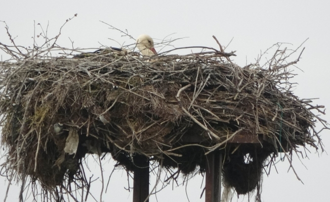 Samsun’da elektrik direğinde 31 yıllık leylek yuvası
