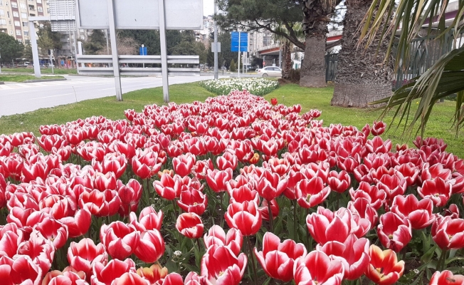Samsun’da lale zamanı