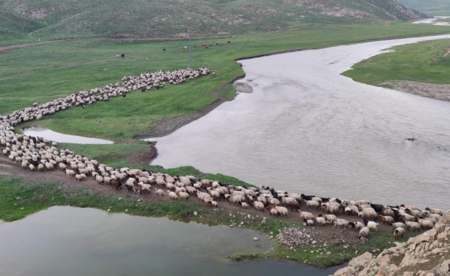 Şırnak’ta yaylalara akın başladı