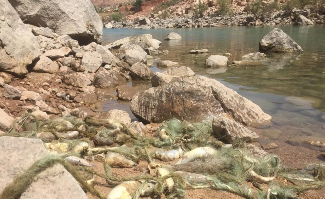 Suya kaçak ağ bıraktılar, çok sayıda balık telef oldu