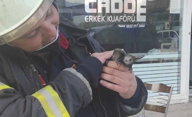Trafo binasına sıkışan Ebabil kuşu itfaiye tarafından kurtarıldı