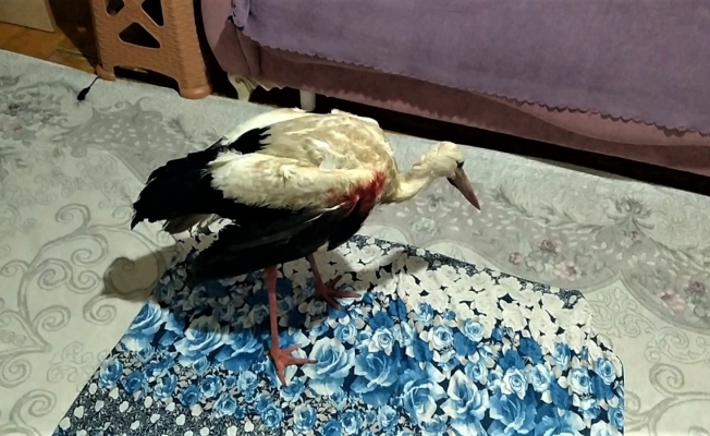 Tüfekle vurulan 2 leylek tedavi altına alındı