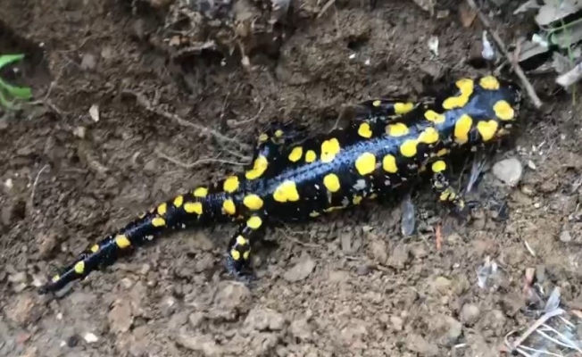 Türkiye’ye özgü endemik tür Anadolu semenderi görüntülendi
