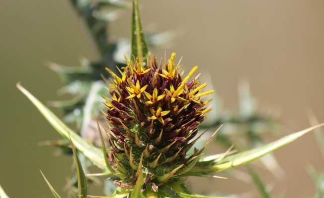 Ünlü botanikçi Kapadokya’da yeni bitki keşfetti