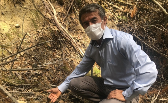 Yanan ormandan &quot;kuzugöbeği&quot; fışkırdı