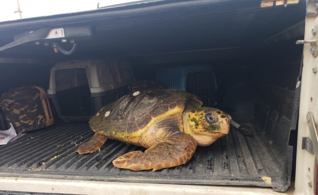 Yaralı caretta caretta için İzmir İtfaiyesi zamanla yarıştı
