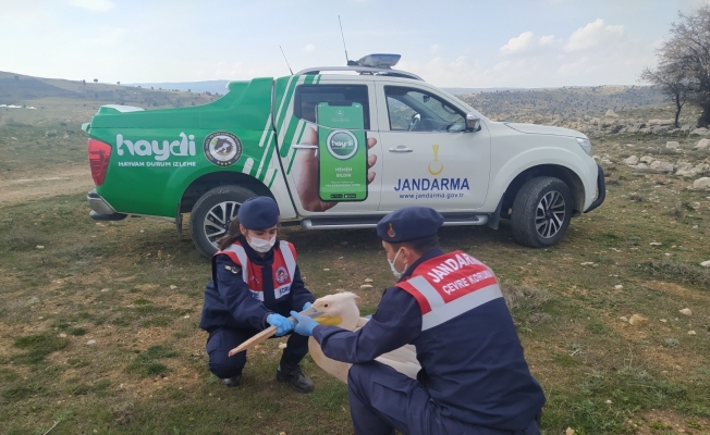Yaralı pelikana ilk müdahale jandarmadan