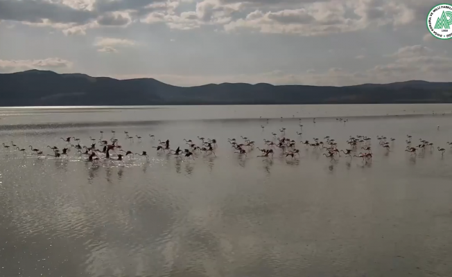 Yarışlı Gölü’nde flamingolar drone ile görüntülendi
