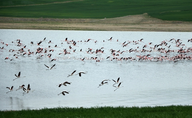 Yüzlerce flamingonun görsel şöleni havadan görüntülendi