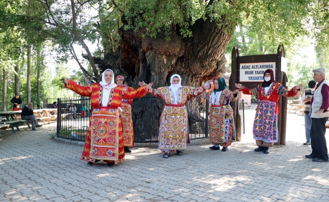20 metre boyundaki asırlık ulu kavak ağacı, heybetli görüntüsü ile dikkat çekiyor