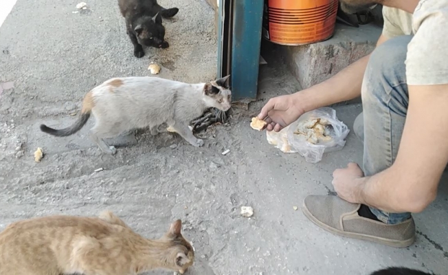 Aç kalan kedileri vatandaşlar elleriyle besledi