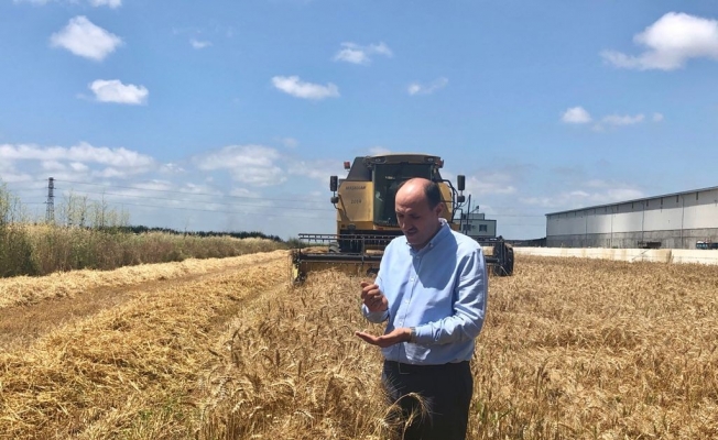 Adana’da buğdayda 778 bin ton rekolte bekleniyor