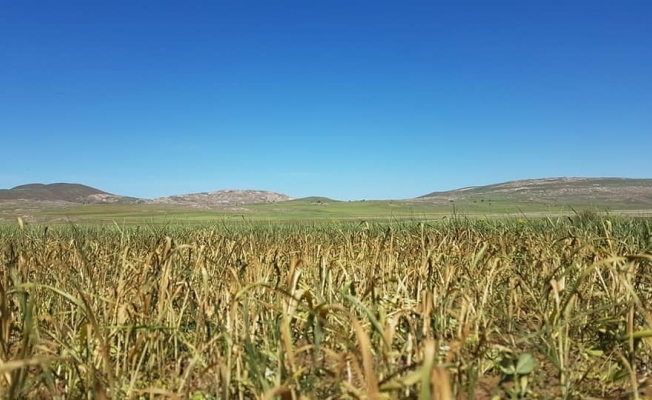 Afet sonrası çiftçi büyük zarar gördü, ziraat odası başkanı yetkililere seslendi