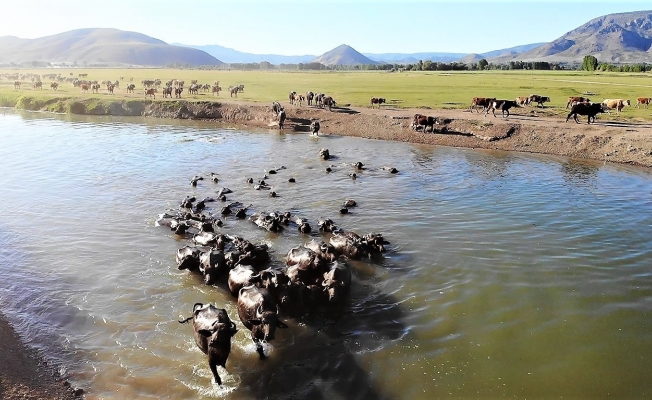 Afrika değil Tokat, bu görüntüler belgeselleri aratmadı