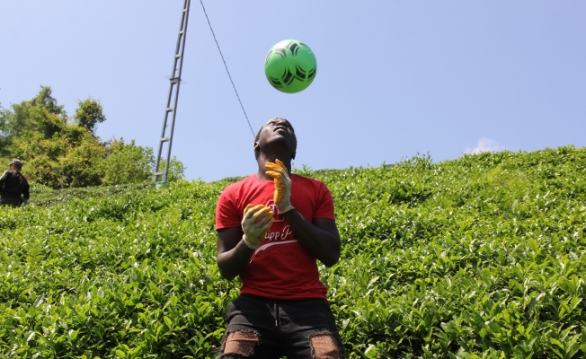 Afrikalı çay işçileri molalarını futbol oynayarak değerlendiriyor