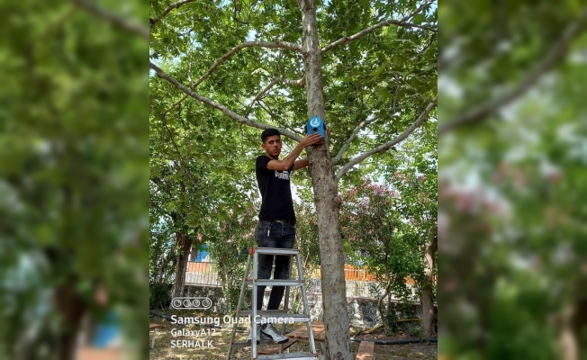 Ağaçlara kuş yuvası astılar