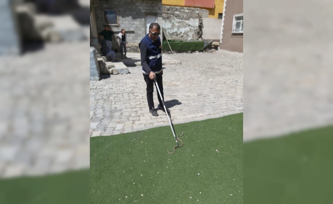 Ağrı’da evin bahçesine giren yılan yakalanıp doğaya bırakıldı