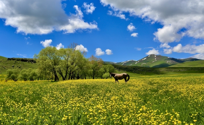Ağrı’da mevsim çiçeklerinden renk cümbüşü