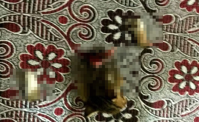 Alanya&#039;da yavru kedi vahşeti