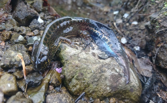 Alaplı’da nesli tükenmekte olan &quot;Kafkas semenderi&quot; görüntülendi