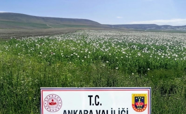 Ankara’da ekiminin izinsiz yapıldığı tespit edilen 148 bin 200 kök haşhaş bitkisi imha edildi