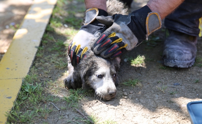 Anne köpek uyardı, Kocaeli itfaiyesi kurtardı